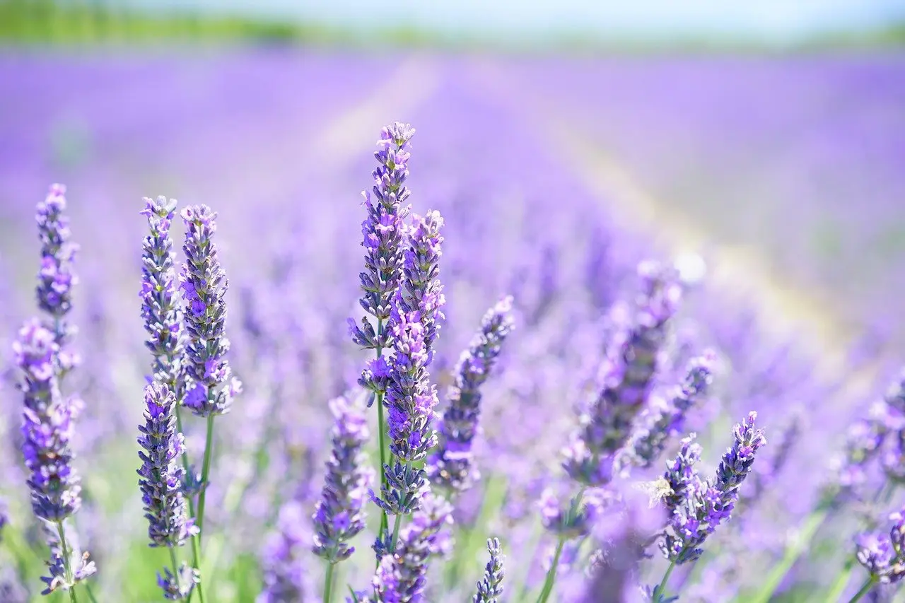 Did You Know: Lavender Oil?