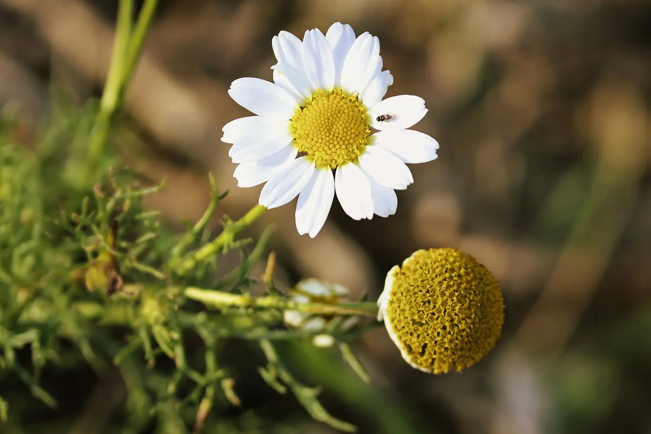 The 8 Proven Health Advantages of Chamomile Oil